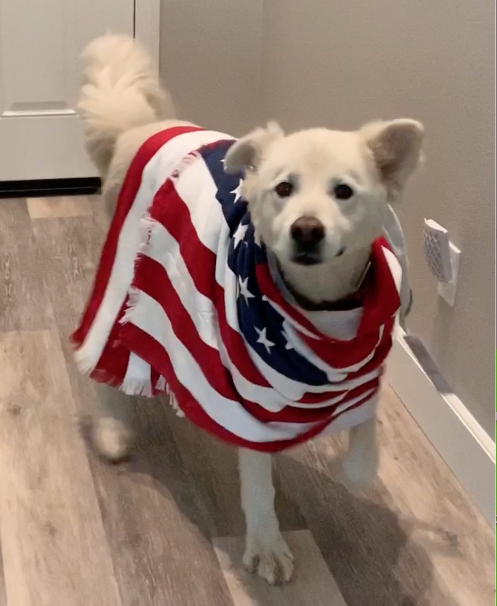 Dog Flag Venture Up