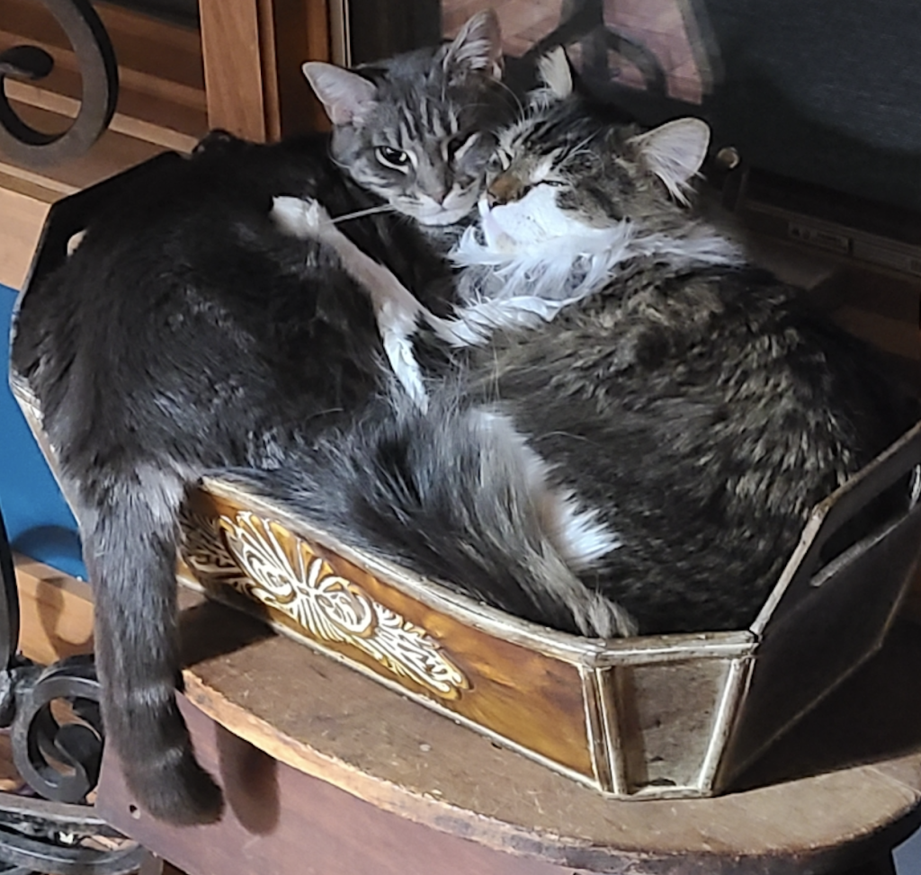 Cicada-and-Tussock -cat-box-venture-up-new-hampshire | Team Building Activities & Techniques | Team Building Activities & Techniques